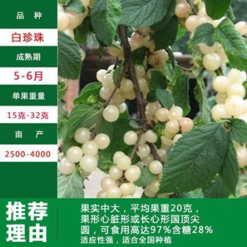 南方北方种植樱桃树苖带土樱桃苗树 白珍珠5年苗带土发货【当年结果】