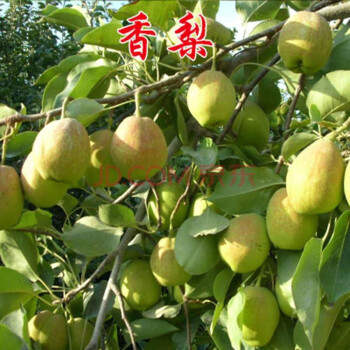 梨子树苗嫁接梨树苗当年结果苗砀山酥梨黄金梨梨树南方北方种植盆栽地
