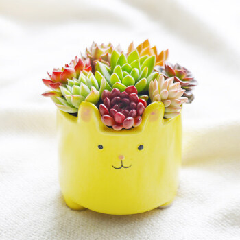 可爱卡通兔子多肉植物组合陶瓷桌面盆栽室内装饰摆件新手好养小兔子