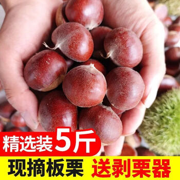 农家板栗新鲜现摘生栗子带壳板栗板栗3斤中果