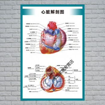 人体解剖结构示意图人体内脏解剖示意图医学宣传挂图人体器官心脏结构