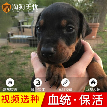 淘狗无忧 杜宾犬幼犬活体 狗狗活体 迷你小鹿杜宾活体小狗幼崽疫苗