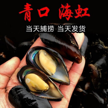 青口贝鲜活海鲜整箱水产批发海虹鲜活贝类3斤6斤一箱6斤大个现捞现发