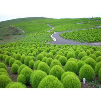 新红地肤种子绿地肤花种子阳台扫帚苗孔雀松景观花海庭院草花种子