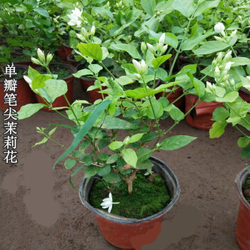 芊阙单瓣茉莉花单瓣笔尖茉莉苗茉莉花盆栽室内室外浓香植物盆栽绿植