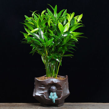 竹柏盆栽室内吸甲醛驱蚊虫草花卉庭院四季常青净化空气清香型植物竹柏