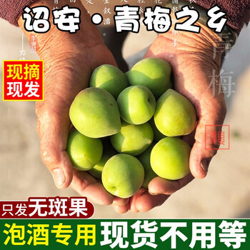 诏安青梅新鲜水果当季应季泡酒青梅青梅鲜果酸梅现摘水果泡酒酵素鲜果