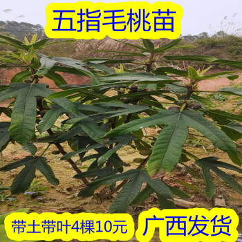 4棵装五指毛桃苗五指毛桃树苗南方种植营养袋苗好种易活带土10厘米高4