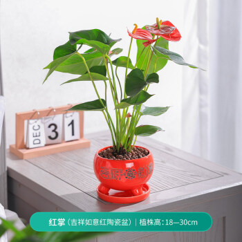 红掌盆栽室内花卉植物好养活水培绿植办公室桌面净化空气红掌吉祥如意