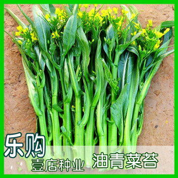 广东四九菜心菜薹种子菜芯油菜花种子蔬菜种籽春秋四季红菜苔易种四九