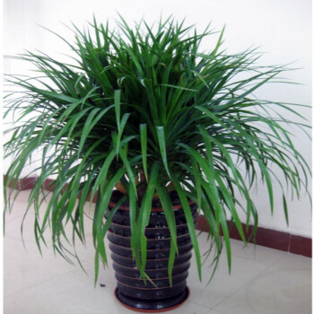龙须树龙血树龙铁树室内客厅大型植物盆景大型绿植龙须树多头龙血树龙