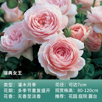 四季开大花浓香月季花苗伊芙婚礼之路纯白色玫瑰盆栽阳台观花植物瑞典