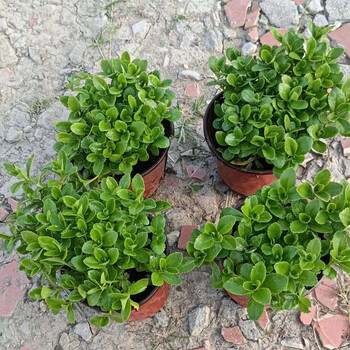 佛甲草熊猫堇中华景天金叶过路黄花园地被植物耐寒耐热花园镶边三七