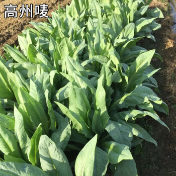 高州唛菜种子大圆叶恩平甜麦菜八甲唛种籽多枝花芽苦麻菜蔬菜种孑