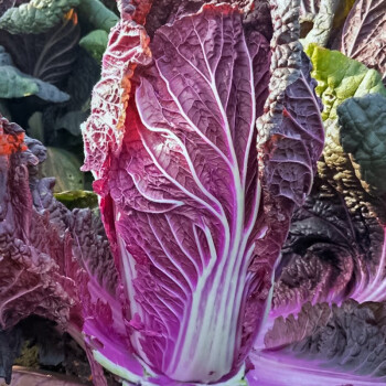 寿禾紫白菜种子紫色大白菜快菜娃娃菜种籽四季紫运紫白菜种子10粒