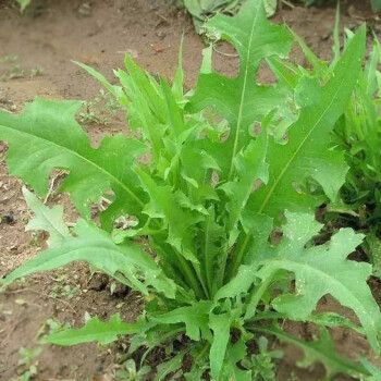 苦荬菜种籽鹅菜四季苦麦菜猪鸡鸭鹅种籽花乡邻里大叶苦麻菜30克简装