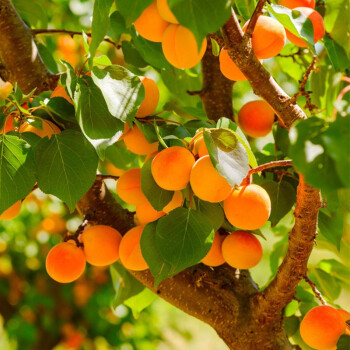 苗木南方北方栽种植早熟日本黄杏红杏等品种树苗杏子苗2cm杏子苗15cm