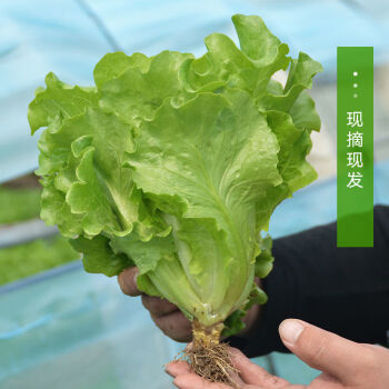 洛阳新鲜生菜烤肉卷生菜沙拉奶油生菜火锅涮生菜菜批发精品带根生菜15