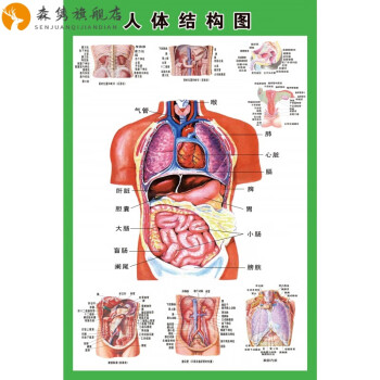 人体肌肉挂图医院人体骨骼结构图全身肌肉分布构造图脊柱内脏器官解剖