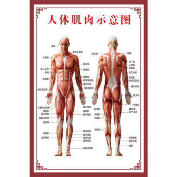 京选好货人体肌肉解剖图人体肌肉解剖图挂图人体内脏结构图全身分布