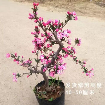 精品海棠花盆栽开花耐寒四季开花地栽海棠苗老桩树苗阳台花卉绿植北美