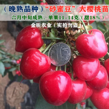 嫁接砂蜜豆大樱桃苗南方北方种植车厘子树苗地栽盆栽当年结果苗嫁接四