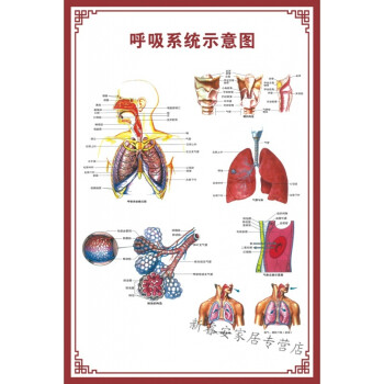 人体内脏解剖示意图医学骨骼肌肉器官血管血液结构图医院海报呼吸示意