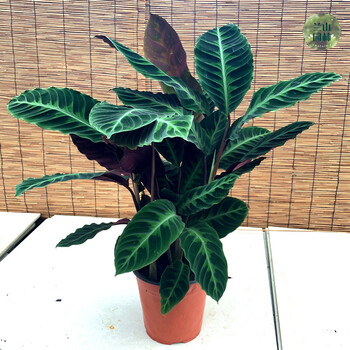 天鹅绒竹芋紫背苗斑马绒叶四季常绿植物室内盆栽客厅观叶喜阴绿植大紫
