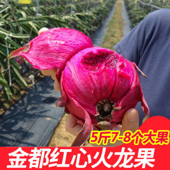 当季金都蜜宝红心火龙果红肉新鲜应季热带水果批发整箱5斤实惠大果6两