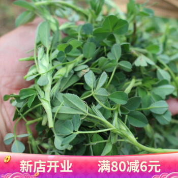 新鲜野菜苜蓿菜晨摘午发苜蓿嫩芽儿时草头饺子馅菜3斤苜蓿菜3斤