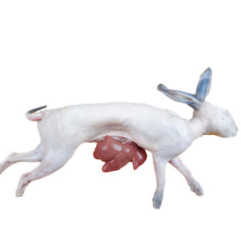 兔肉新鲜烫皮兔现杀带皮兔子肉整只25斤9斤只冷冻带皮兔肉剁块3斤以上