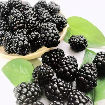 新鲜黑树莓红树莓鲜果黑莓水果树莓果桑葚果生鲜发货黑树莓4盒