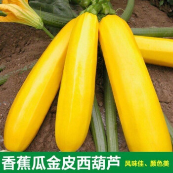 进口香蕉西葫芦种子水果型能生吃春季四季盆栽南瓜蔬菜种子香蕉瓜散装