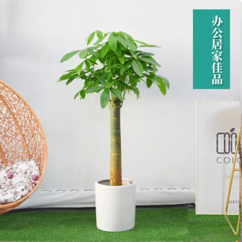 单杆发财树盆栽大型开业乔迁送礼独杆发财树绿植室内花卉客厅办公室
