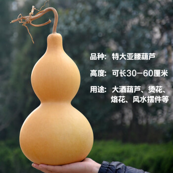 酒葫芦随身特大酒葫芦种子特小手捻天津嘴草里金中号亚腰籽盆栽种苗r