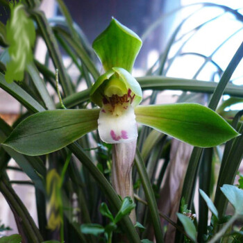 浓香蕙兰九头兰春兰送花卉土植料 室内绿植盆栽 春兰豆瓣10苗送花土