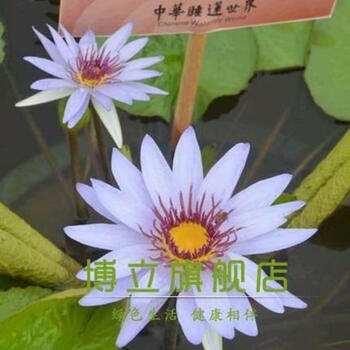 迷你睡莲盆莲 种藕水莲花小睡莲水培睡莲鱼缸盆栽莲花荷花苗 中华莲