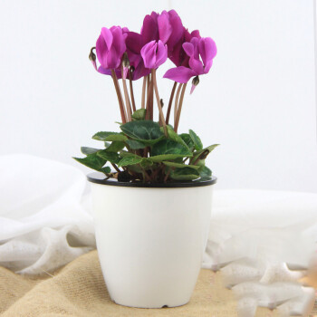凡博 仙客来盆栽 兔耳朵花室内水培花卉绿植 桌面植物套装 紫色 蓄水