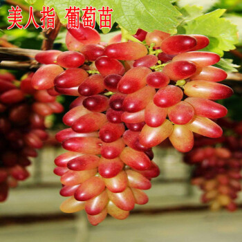 美人指葡萄苗美人指葡萄苗盆栽庭院爬藤四季种植果树苗南北方种植m5 2