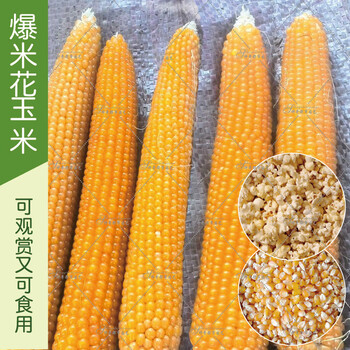 高产玉米种子水果玉米种籽种子早熟彩色高产大田甜糯黑四季蔬菜种孑甜
