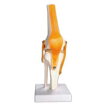 舜江 膝关节模型 膝盖骨骼 生物医学教学模型