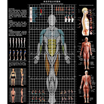 【精选】身体评估墙人体姿势体测评估表体姿图姿态体位测量表体态评估