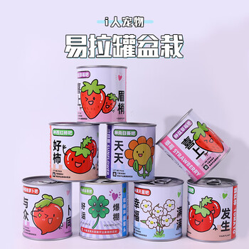Touch Fish小学生手工DIY小盆栽材料罐装易拉罐头桌面植物科学实验奖品 心想柿成（西红柿）