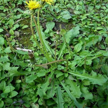 带根蒲公英野生蒲公英野菜野生药材五点草泽漆荔枝草旱莲草小蓟马齿苋