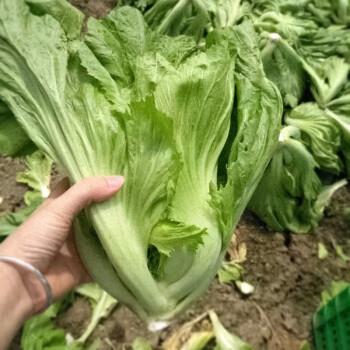 寿禾 四川儿菜种子光头芥菜榨菜早熟芥菜抱子芥娃娃菜胖儿菜水东芥菜