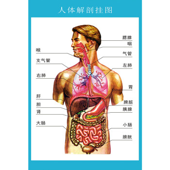 人体解剖图穴位医学人体结构图片内脏器官骨骼肌肉构造挂图画全身