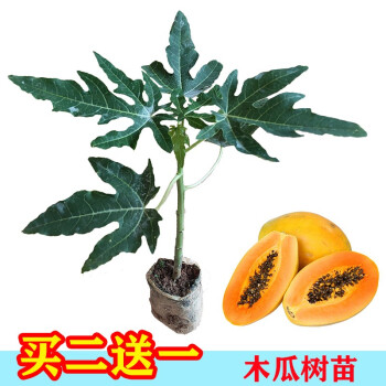 买二送一 木瓜树苗 当年结果 台湾矮化水果木瓜苗 红肉红心木瓜果树苗