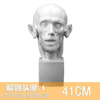 解剖头像一石膏像人物头像美术素描石膏静物模型教具