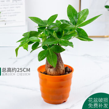 盆栽发财树花卉植物大室内花绿植小盆景办公室客厅绿萝摇钱树 橙色螺