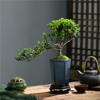 龟甲冬青真盆景室内悬崖式植物临水造型中式摆件茶室阳台绿植花卉 蓝